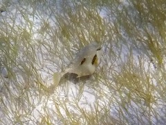 Buffalo Trunkfish Juvenile (5